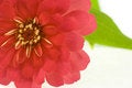 Free Isolated Red Flower Stock Photo - 3352340