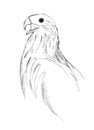 Free Bird Of Prey Royalty Free Stock Photos - 3354598