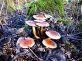 Free Mushrooms Stock Image - 3355951
