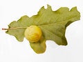 Free Oak Leaf With Growth Stock Image - 3358591