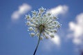 Free Lacy Weed Stock Images - 3358754