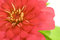 Free Isolated Red Flower Stock Image - 3352431
