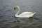 Free White Swan In Water Stock Photos - 3359403
