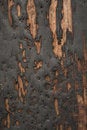 Free Grungy Black Tar On Wood Royalty Free Stock Photography - 3360647