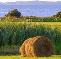 Free Mown Hay Stock Photos - 3361843