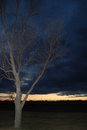Free Tree With No Leaves In Sunset Royalty Free Stock Image - 3366506