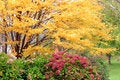 Free Peak Season For Foliage Stock Photo - 3366530