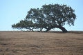 Free Leaning Tree Stock Images - 3366604