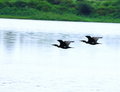 Free Wild Ducks Flying On River Stock Photography - 3366852