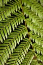 Free Tree Fern Frond Royalty Free Stock Photography - 3367757