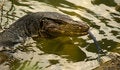 Free Varanus Salvator Stock Image - 3369041