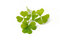 Free Leaves Royalty Free Stock Image - 3361906