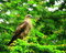 Free Eagle On Perchf Stock Photography - 3366762