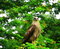 Free Eagle On Perch Stock Photo - 3366780