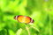Free Yellow Butterfly On Meadow Stock Photography - 3366802