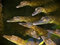 Free Junior Crocodiles Stock Image - 3367451