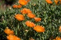 Free Orange Flower Orange Vygie Stock Photo - 3373350
