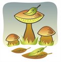 Free Three Mushrooms Stock Photos - 3373563