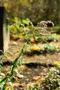 Free Twig Stock Images - 3375824