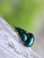 Free Two Bugs Stock Photography - 3370412