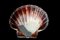 Free Scallop Shell Royalty Free Stock Image - 3372206