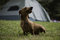 Free Miniature Dachshund Stock Images - 3376964