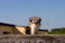 Free Ostrich Stock Photography - 3377512
