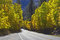 Free Road With Yellow Aspens Stock Photos - 3379683