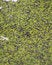 Free Thai Peppercorns Stock Photo - 3379720