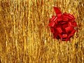 Free Christmas - Red Flower Stock Image - 3380011