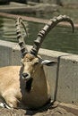 Free Ibex In Reserve Park Royalty Free Stock Photos - 3383228