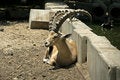 Free Ibex In Reserve Park Stock Photo - 3383480