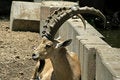 Free Ibex In Reserve Park Stock Photography - 3383492