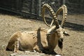 Free Ibex In Reserve Park Royalty Free Stock Image - 3383786