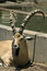 Free Ibex In Reserve Park Royalty Free Stock Photos - 3383228