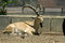 Free Ibex In Reserve Park Stock Photo - 3383240