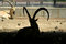 Free Ibex In Reserve Park Royalty Free Stock Photography - 3383247