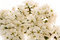 Free Beautiful Cherry Blossom Stock Image - 3383271