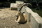 Free Ibex In Reserve Park Stock Photo - 3383480