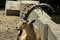 Free Ibex In Reserve Park Stock Photography - 3383492