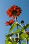 Free Reaching For The Sky Royalty Free Stock Photos - 3387278