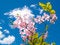 Free Blooming Rose Flowers At Sky Royalty Free Stock Image - 3389276