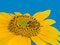 Free Bee On The Sunflower Stock Photography - 3389402