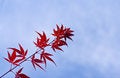 Free Maple Leaves Twig Royalty Free Stock Photo - 3391295