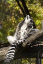 Free Lemur On The Tree Stock Photography - 3393432