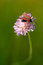 Free Six-spot Burnet Stock Photos - 3392533