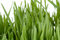 Free Young Green Grass Stock Photos - 3394643