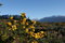 Free Gorse In The High Country Royalty Free Stock Images - 3397879