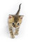 Free Little Kitten Stock Images - 3398344