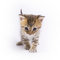 Free Little Kitten Stock Photography - 3398602